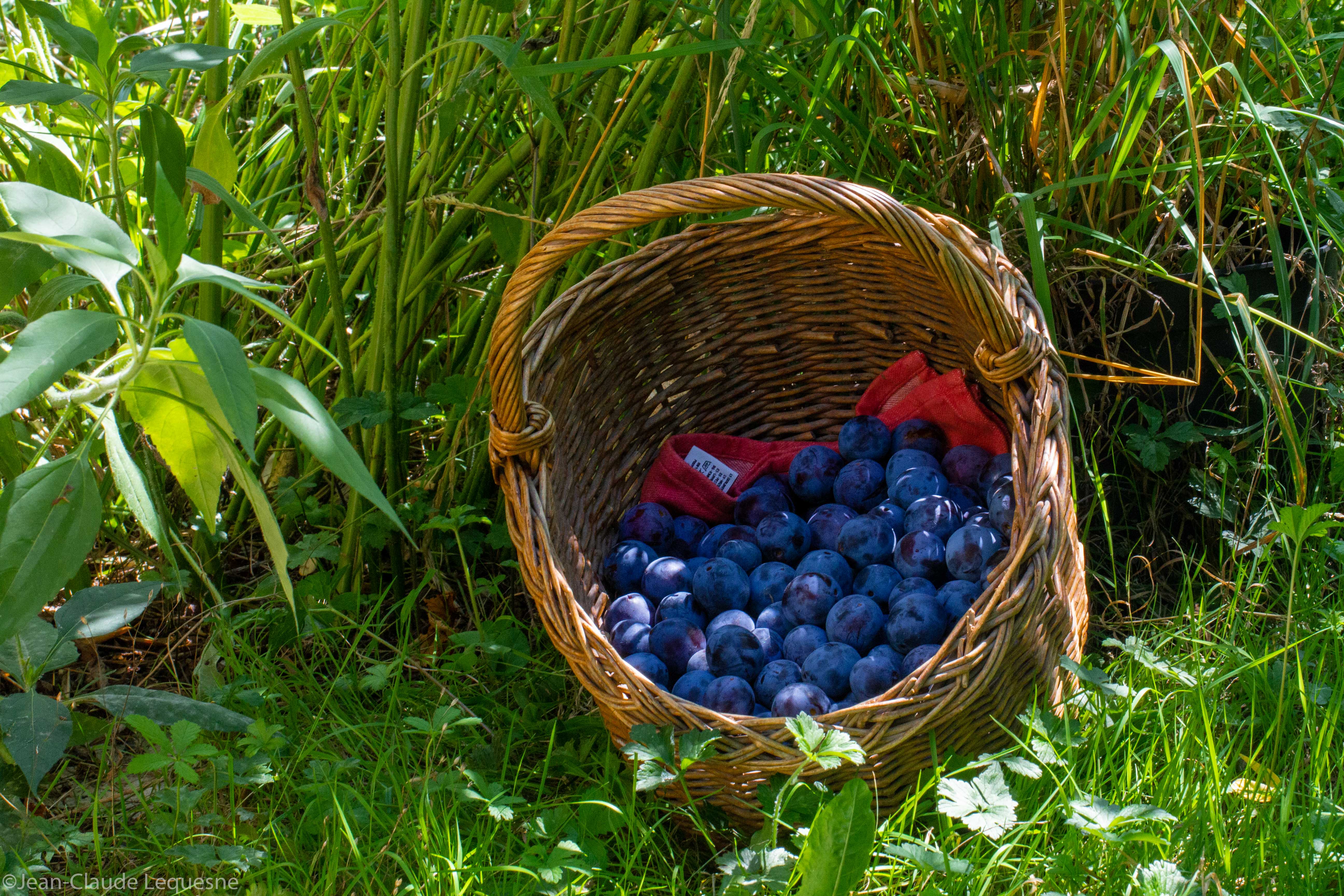 Prune bleue de Bajamont